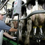 Expertos discutirán principales obstáculos que enfrenta ganadería lechera