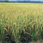 Fenarroz afirma ministro de Agricultura trata de arruinar producción nacional