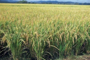 Fenarroz afirma ministro de Agricultura trata de arruinar producción nacional