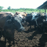 Aproleche pide a Agricultura evitar colapso del sector ganadero por sequía