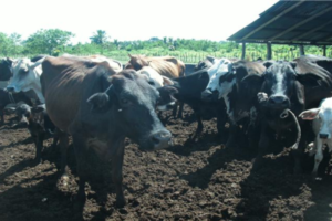 Aproleche pide a Agricultura evitar colapso del sector ganadero por sequía