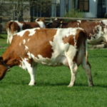 Ganaderos del Cibao critican importaciones masivas