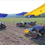 El Foro de la Agricultura 2012 debate cómo responder a la demanda alimentaria