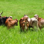 Fegacibao exige revisión precio de leche por problema de rentabilidad