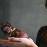Una chihuahua puertorriqueña podría ser el perro más pequeño del mundo