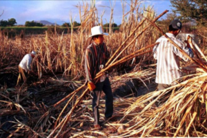 Viceministros del G20 acuerdan ampliar la cooperación en materia agrícola