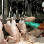 Pro Consumidor convocará población a fijar “un día sin pollo”