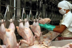 Pro Consumidor convocará población a fijar “un día sin pollo”