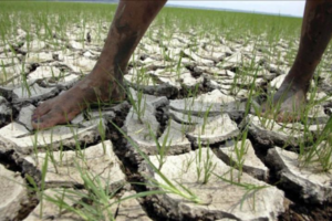 Sequía en el Noreste de Brasil deja 800 municipios en situación de emergencia