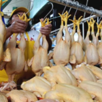 Consumidores advierten día sin pollo va si no fijan precio en RD$39.00 la libra