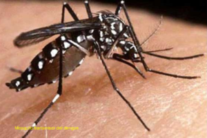 Salud Pública comienza jornada contra dengue en RD