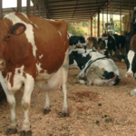 Ganaderos consideran medidas oficiales satisfacen a productores