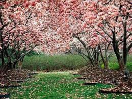 Comienza este miércoles la primavera