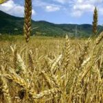 La FAO prevé un «fuerte» crecimiento de la producción de cereales en 2013