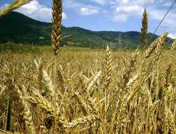 La FAO prevé un «fuerte» crecimiento de la producción de cereales en 2013