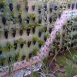 Orange y Atabey repartirán RD$300,000 entre ganadores concurso jardines verticales