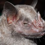Murciélago que causa el ébola no habita en RD