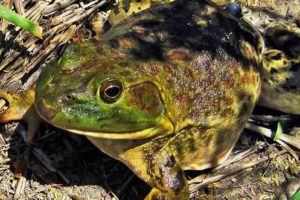 Miles de hambrientas ranas toro invaden extensa zona del río Yelowstone en EE.UU.