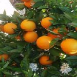 Confenagro reclama al Congreso apruebe la Ley de cítricos