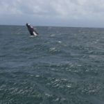 “Espectáculo de Ballenas” en Samaná motiva a no pensar en trasladarse en yola de un país a otra nación