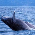 La mayoría de ballenas jorobadas se libra del peligro de extinción