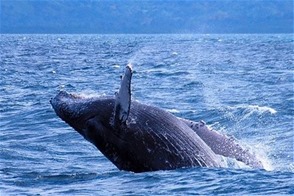 La mayoría de ballenas jorobadas se libra del peligro de extinción