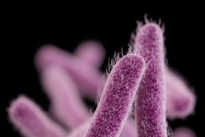 Superbacteria estomacal resistente se propaga por Estados Unidos