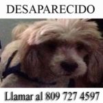 Desaparece perrito de la pastora Claudia Hernández