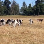 Ganaderos piden al Gobierno reunión urgente ante sequía provoca pánico e incertidumbre