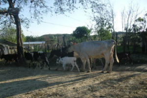 Ganaderos protestan en Motecristi por importación leche en polvo a granel