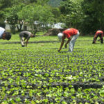 DGII extiende apoyo fiscal al sector agropecuario