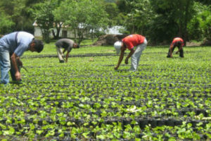 DGII extiende apoyo fiscal al sector agropecuario