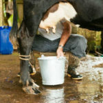 Ganaderos demandarán este domingo en Hato Mayor soluciones al Gobierno