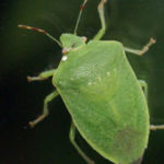 Plaga de chinche verde (hiede vivo) afecta Montecristi y Dajabón, dice Obras Públicas