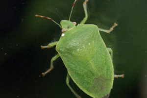 Plaga de chinche verde (hiede vivo) afecta Montecristi y Dajabón, dice Obras Públicas