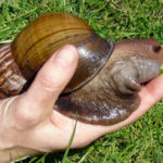 Las recomendaciones de Salud Pública ante la presencia del caracol gigante africano