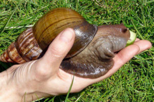 Las recomendaciones de Salud Pública ante la presencia del caracol gigante africano