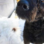 Dos perros salvan a una mujer de morir congelada en EE.UU.