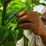 Gobierno celebra Día del Agricultor; el 85% que consume la población se produce en el país