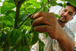 Gobierno celebra Día del Agricultor; el 85% que consume la población se produce en el país