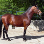 Sector equino se queja de las múltiples barreras tiene que enfrentar