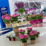 Novo-Centro realizará el Quinto Festival de las Flores