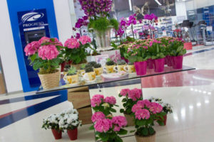 Novo-Centro realizará el Quinto Festival de las Flores