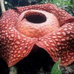 Hallan en Indonesia la flor «más grande» del mundo