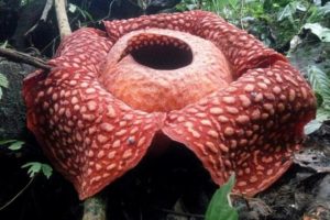 Hallan en Indonesia la flor «más grande» del mundo