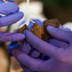 Seis nuevos Coronavirus descubiertos en murciélagos