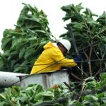 EDE Este poda árboles y realiza otros trabajos prioritarios para evitar averías