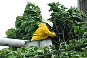 EDE Este poda árboles y realiza otros trabajos prioritarios para evitar averías