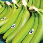 RD es principal exportador de cacao y banano a Europa