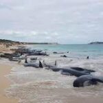 Descubren unas 70 ballenas varadas en una zona remota del sur de Australia